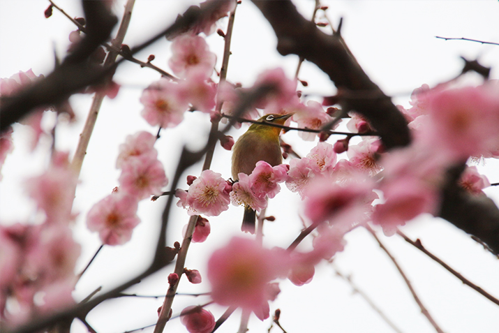 �n�� �[�i���̍�i �w������~�ƃ��W���x���F����_��